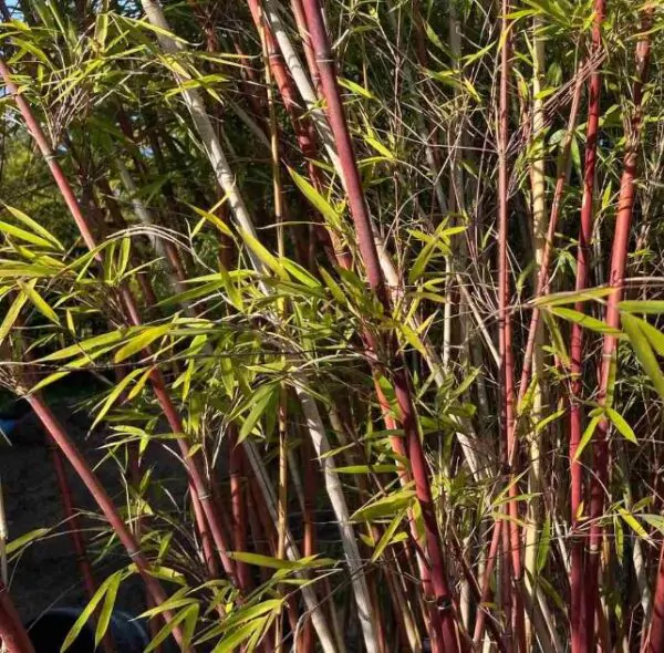 Borinda fungosa (Fargesia fungosa) - Bambu Chocolate - Imagem 4