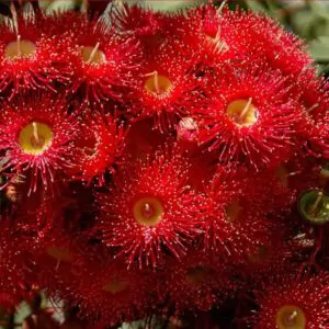 Corymbia ficifolia (Eucalyptus ficifolia x Calophylla) - Eucalipto goma de florescência vermelha