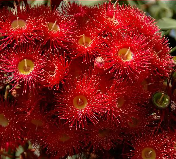 Corymbia ficifolia (Eucalyptus ficifolia x Calophylla) - Eucalipto goma de florescência vermelha