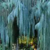 Cupressus cashmeriana - Cipreste de Caxemira, Cipreste Butão, Cipreste Cascata Azul, Cipreste Chorão