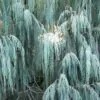Cupressus cashmeriana - Cipreste de Caxemira, Cipreste Butão, Cipreste Cascata Azul, Cipreste Chorão - Image 2