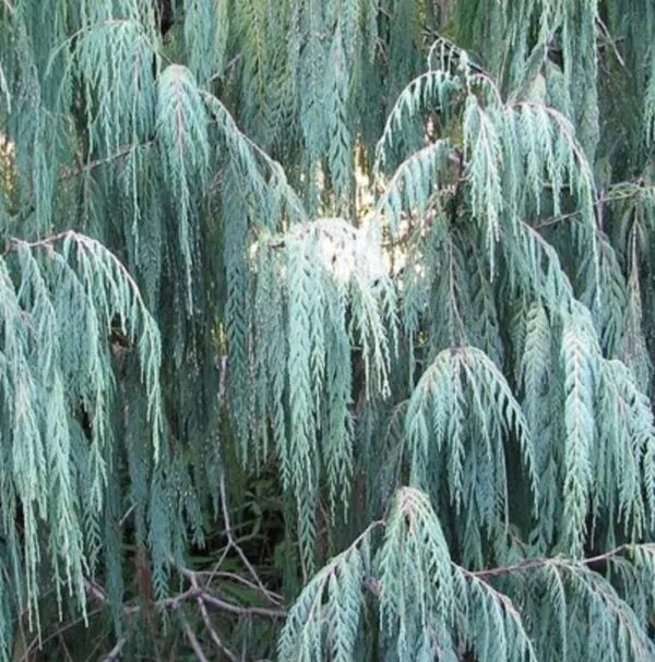 Cupressus cashmeriana - Cipreste de Caxemira, Cipreste Butão, Cipreste Cascata Azul, Cipreste Chorão - Image 2