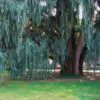 Cupressus cashmeriana - Cipreste de Caxemira, Cipreste Butão, Cipreste Cascata Azul, Cipreste Chorão - Image 3