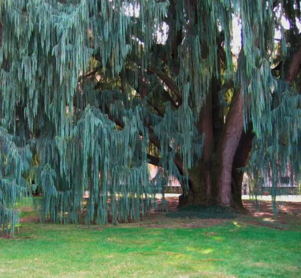 Cupressus cashmeriana - Cipreste de Caxemira, Cipreste Butão, Cipreste Cascata Azul, Cipreste Chorão - Image 3