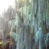 Cupressus cashmeriana - Cipreste de Caxemira, Cipreste Butão, Cipreste Cascata Azul, Cipreste Chorão - Image 4