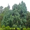Cupressus cashmeriana - Cipreste de Caxemira, Cipreste Butão, Cipreste Cascata Azul, Cipreste Chorão - Image 6