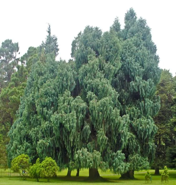 Cupressus cashmeriana - Cipreste de Caxemira, Cipreste Butão, Cipreste Cascata Azul, Cipreste Chorão - Image 6