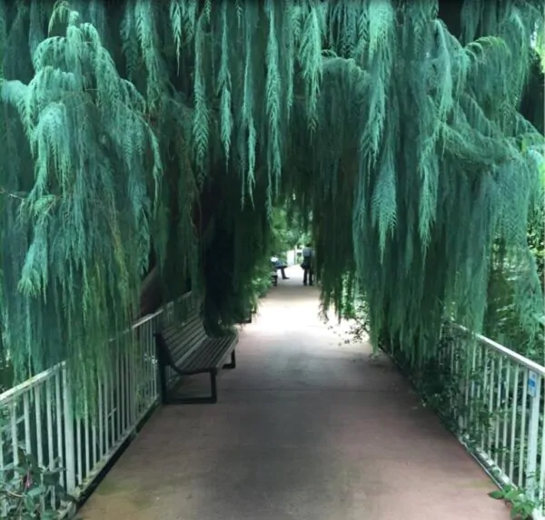 Cupressus cashmeriana - Cipreste de Caxemira, Cipreste Butão, Cipreste Cascata Azul, Cipreste Chorão - Image 7