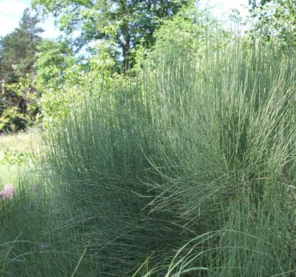 Ephedra equisetina - Chá Mórmon Equisetina, Éfedra, Ma Huang, Bluestem Joint Fir