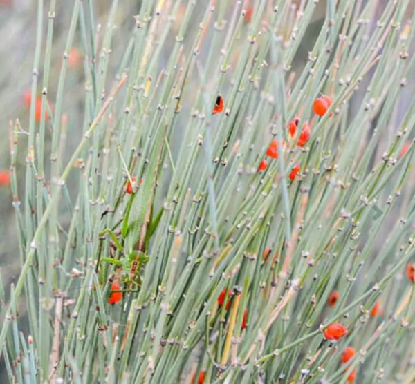 Ephedra equisetina - Chá Mórmon Equisetina, Éfedra, Ma Huang, Bluestem Joint Fir - Imagem 4