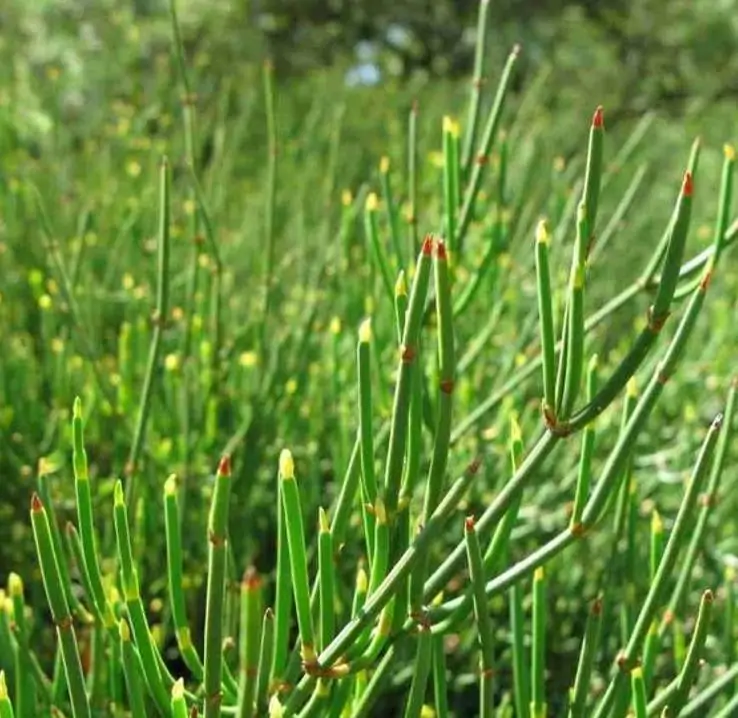 Ephedra sinica - Ephedra chinesa, Chá Mórmon, Chá Brigham, Efedra, Chinese Jointfir, Cao Ma Huang