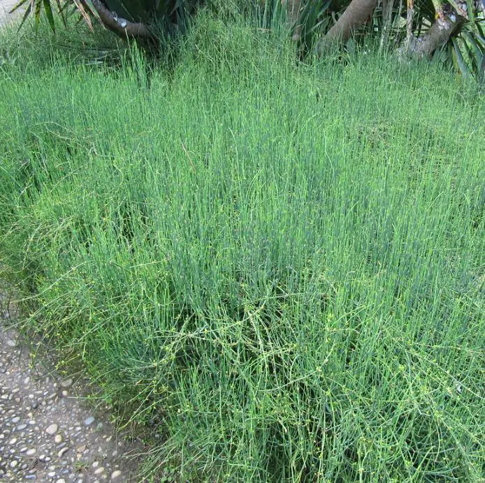 Ephedra sinica - Ephedra chinesa, Chá Mórmon, Chá Brigham, Efedra, Chinese Jointfir, Cao Ma Huang - Imagem 2