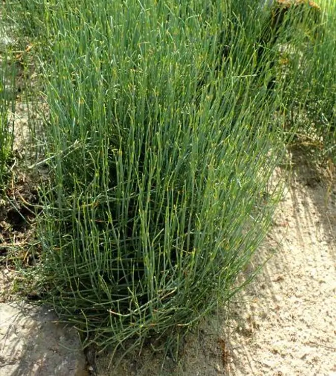 Ephedra sinica - Ephedra chinesa, Chá Mórmon, Chá Brigham, Efedra, Chinese Jointfir, Cao Ma Huang - Imagem 3