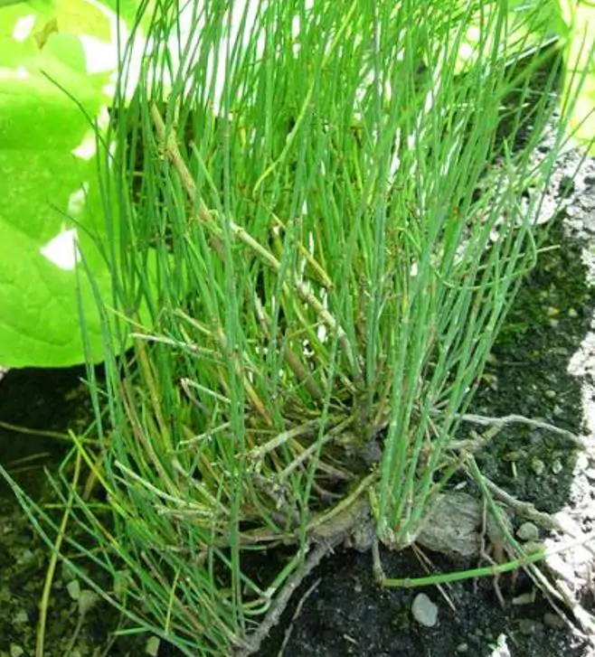 Ephedra sinica - Ephedra chinesa, Chá Mórmon, Chá Brigham, Efedra, Chinese Jointfir, Cao Ma Huang - Imagem 4