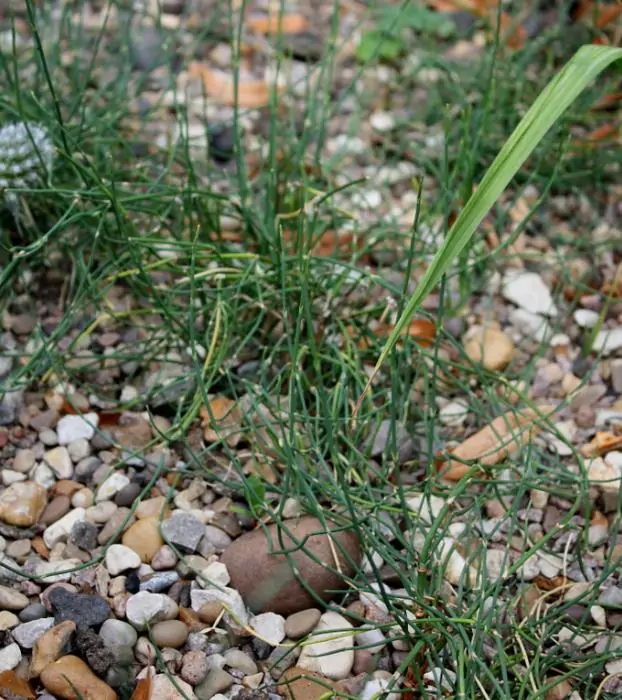 Ephedra sinica - Ephedra chinesa, Chá Mórmon, Chá Brigham, Efedra, Chinese Jointfir, Cao Ma Huang - Imagem 5