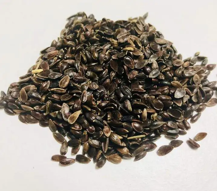 Ephedra sinica - Ephedra chinesa, Chá Mórmon, Chá Brigham, Efedra, Chinese Jointfir, Cao Ma Huang - Imagem 6