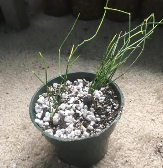 Ephedra sinica - Ephedra chinesa, Chá Mórmon, Chá Brigham, Efedra, Chinese Jointfir, Cao Ma Huang - Imagem 7