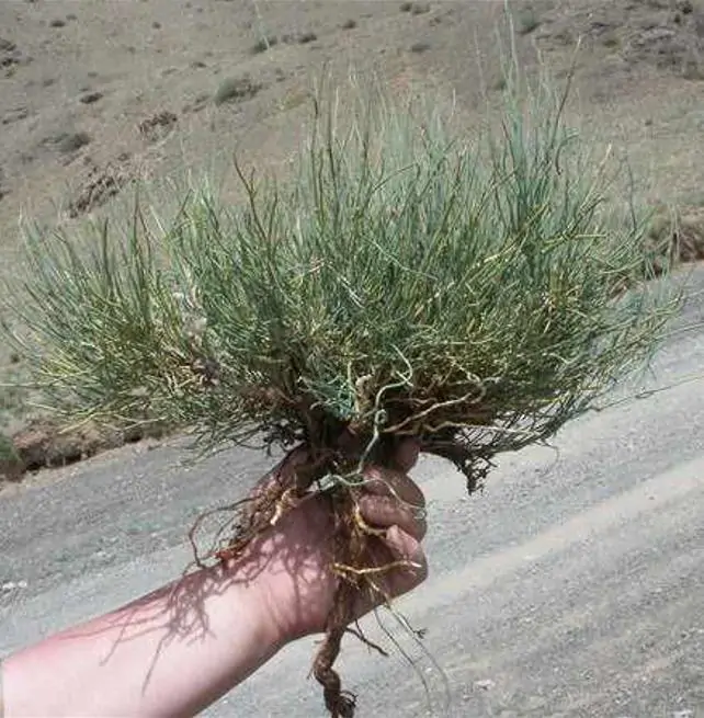 Ephedra sinica - Ephedra chinesa, Chá Mórmon, Chá Brigham, Efedra, Chinese Jointfir, Cao Ma Huang - Imagem 8