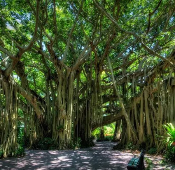 Ficus benghalensis - Figueira de Bengala, Árvore de Banyan - Image 4