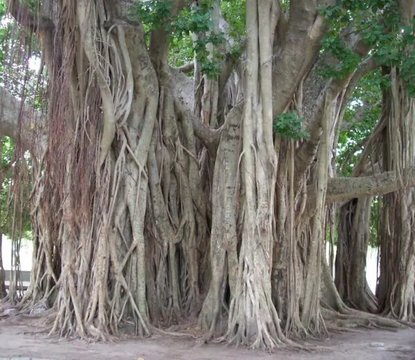 Ficus benghalensis - Figueira de Bengala, Árvore de Banyan - Image 5