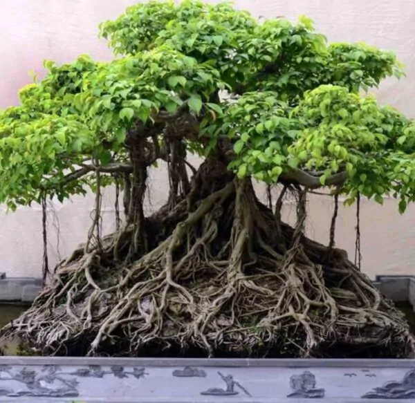 Ficus benghalensis - Figueira de Bengala, Árvore de Banyan - Image 6
