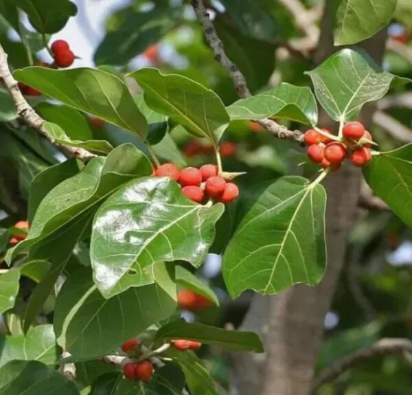 Ficus benghalensis - Figueira de Bengala, Árvore de Banyan - Image 8