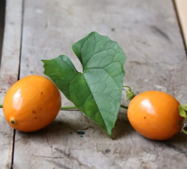 Melothria dulcis - Melotria Doce, Mini Melancia Doce, Pepino doce