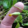 Melothria dulcis - Melotria Doce, Mini Melancia Doce, Pepino doce - Image 2