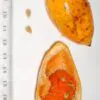Melothria dulcis - Melotria Doce, Mini Melancia Doce, Pepino doce - Image 3