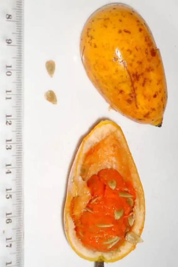 Melothria dulcis - Melotria Doce, Mini Melancia Doce, Pepino doce - Image 3