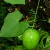 Melothria dulcis - Melotria Doce, Mini Melancia Doce, Pepino doce - Image 4