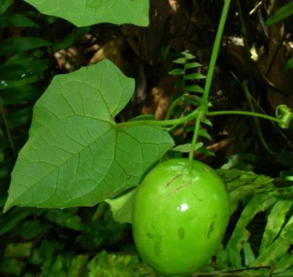 Melothria dulcis - Melotria Doce, Mini Melancia Doce, Pepino doce - Image 4