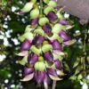 Mucuna macrocarpa - Trepadeira Jade Bicolor, Trepadeira Jade Negra - Image 3