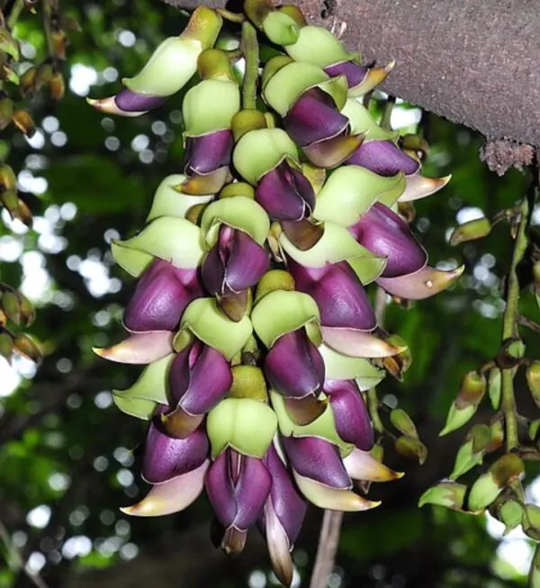 Mucuna macrocarpa - Trepadeira Jade Bicolor, Trepadeira Jade Negra - Image 3