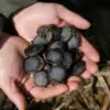 Mucuna macrocarpa - Trepadeira Jade Bicolor, Trepadeira Jade Negra - Image 6