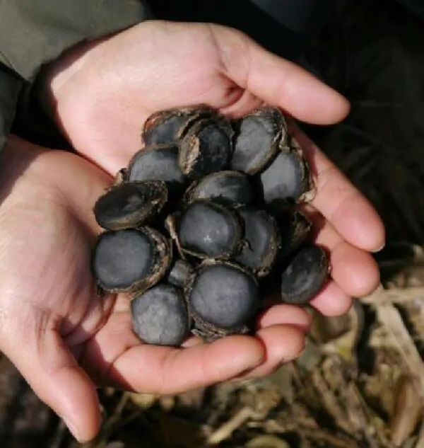 Mucuna macrocarpa - Trepadeira Jade Bicolor, Trepadeira Jade Negra - Image 6