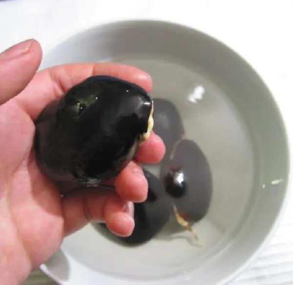 Mucuna macrocarpa - Trepadeira Jade Bicolor, Trepadeira Jade Negra - Image 8