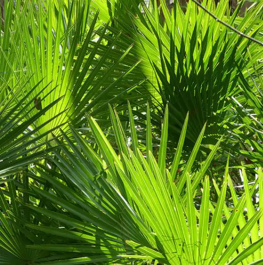 Palmeira Serenoa repens - Palmeira Saw Palmeto, Palmeira Serenoa repens