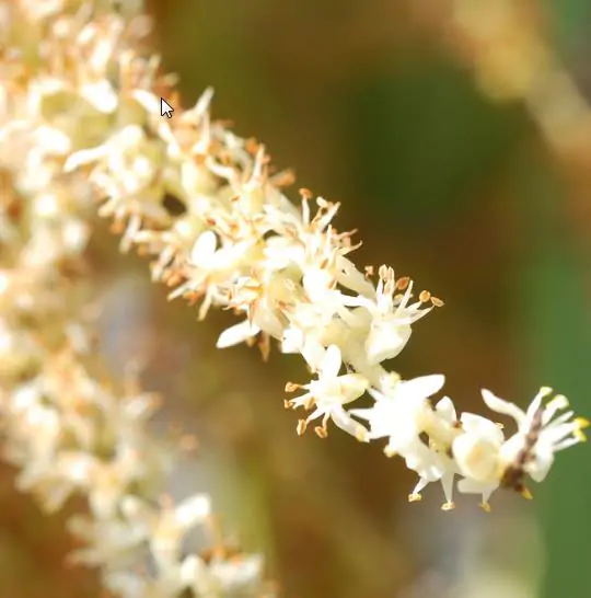 Palmeira Serenoa repens - Palmeira Saw Palmeto, Palmeira Serenoa repens - Imagem 2