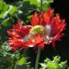 Papaver somniferum 'Danebrog Danish Flag' - Papoula Bandeira da Dinamarca, Papoula Franjada, Papoula Emplumada, Danish Flag