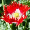 Papaver somniferum 'Danebrog Danish Flag' - Papoula Bandeira da Dinamarca, Papoula Franjada, Papoula Emplumada, Danish Flag - Image 2