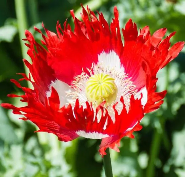 Papaver somniferum 'Danebrog Danish Flag' - Papoula Bandeira da Dinamarca, Papoula Franjada, Papoula Emplumada, Danish Flag - Image 2