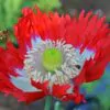 Papaver somniferum 'Danebrog Danish Flag' - Papoula Bandeira da Dinamarca, Papoula Franjada, Papoula Emplumada, Danish Flag - Image 3