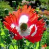 Papaver somniferum 'Danebrog Danish Flag' - Papoula Bandeira da Dinamarca, Papoula Franjada, Papoula Emplumada, Danish Flag - Image 4