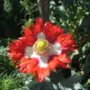 Papaver somniferum 'Danebrog Danish Flag' - Papoula Bandeira da Dinamarca, Papoula Franjada, Papoula Emplumada, Danish Flag - Image 5