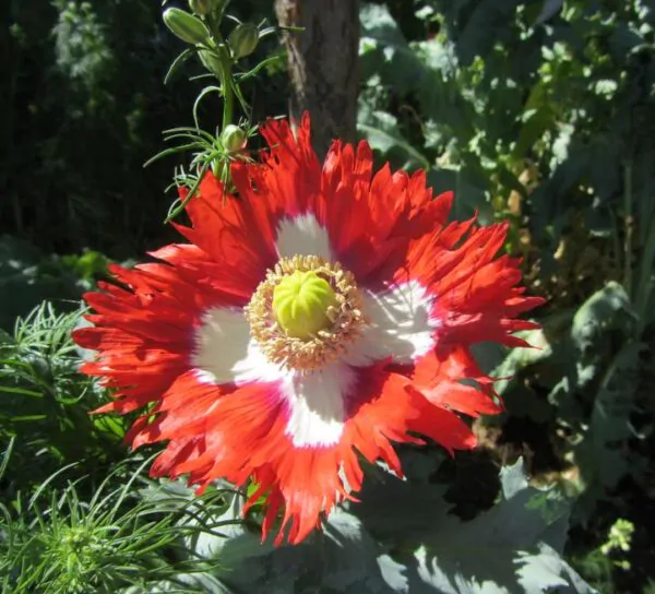 Papaver somniferum 'Danebrog Danish Flag' - Papoula Bandeira da Dinamarca, Papoula Franjada, Papoula Emplumada, Danish Flag - Image 5