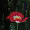 Papaver somniferum 'Danebrog Danish Flag' - Papoula Bandeira da Dinamarca, Papoula Franjada, Papoula Emplumada, Danish Flag - Image 6