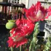 Papaver somniferum 'Danebrog Danish Flag' - Papoula Bandeira da Dinamarca, Papoula Franjada, Papoula Emplumada, Danish Flag - Image 7