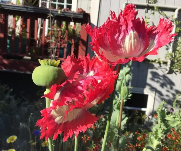 Papaver somniferum 'Danebrog Danish Flag' - Papoula Bandeira da Dinamarca, Papoula Franjada, Papoula Emplumada, Danish Flag - Image 7