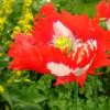 Papaver somniferum 'Danebrog Danish Flag' - Papoula Bandeira da Dinamarca, Papoula Franjada, Papoula Emplumada, Danish Flag - Image 8